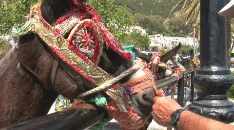 Donkey Video stock 380792