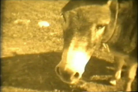 The donkey Stock Footage 816946