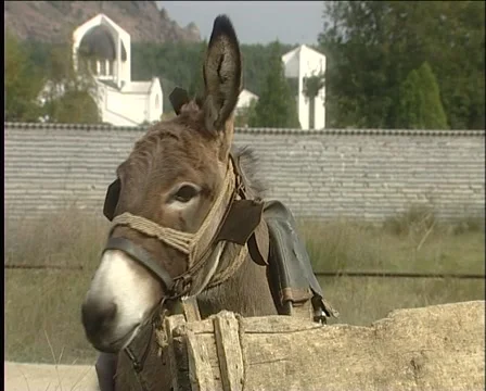 Donkey 库存影片 998733