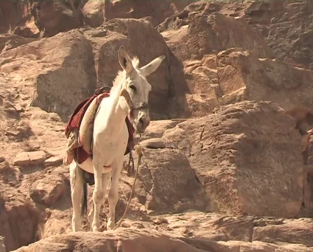 Donkey 스톡 동영상 1091797