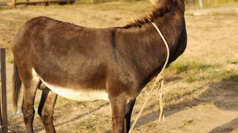 Donkey Stock Footage 8691114
