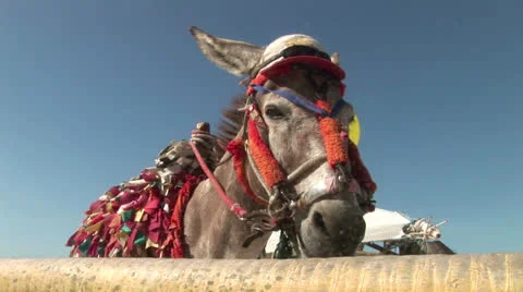 DONKEY Stock Footage 24656314