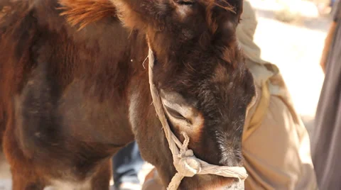 Donkey Stock Footage 32121393