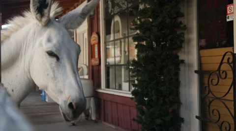 Donkey 库存影片 36738720