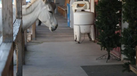 Donkey Stock Footage 36738767