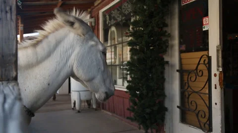 Donkey 库存影片 36738783
