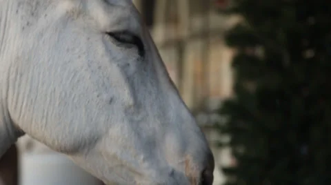 Donkey 스톡 동영상 36739161