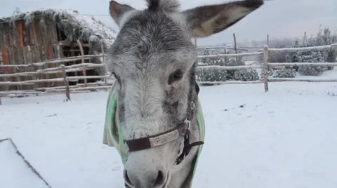 Donkey Stock Footage 45490952