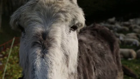Donkey Stock Footage 77801974