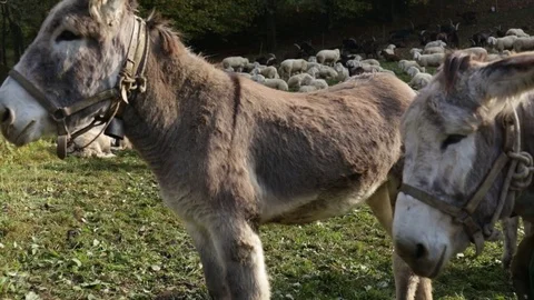 Donkey Stock Footage 77802059