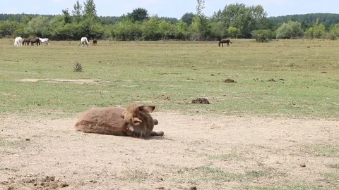 Donkey Stock Footage 79400888