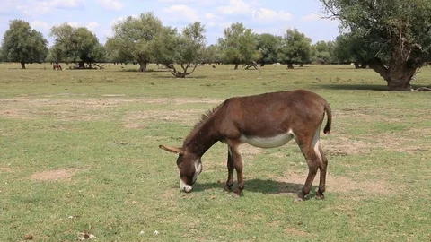 Donkey Stock Footage 79400968