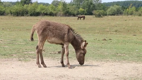 Donkey Stock Footage 79400987