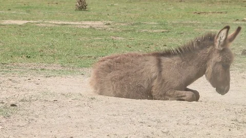 Donkey Stock Footage 79401561
