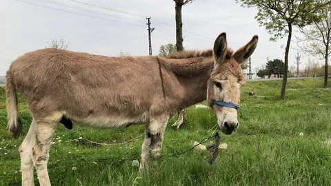 Donkey. Stock Footage 90302249