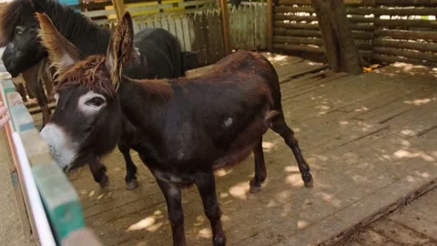 Donkey Stock Footage 137654960