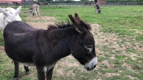 Donkey Stock Footage 138769438