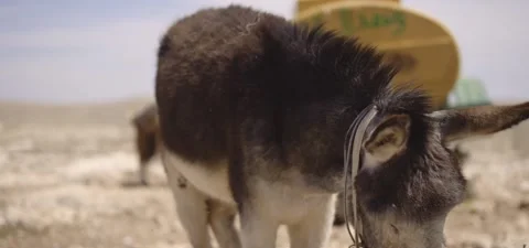 Donkey Video stock 328227044