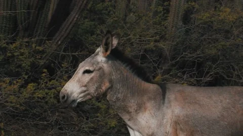 Donkey Video stock 328227060