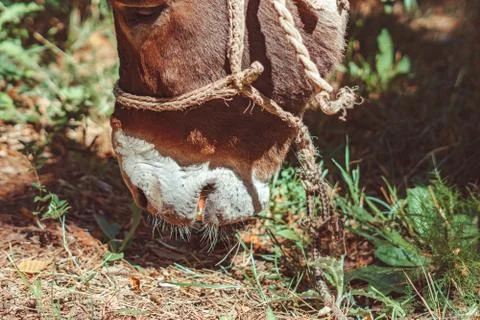 Donkey in the forest 库存照片