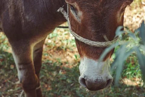 Donkey in the forest Stock Photos