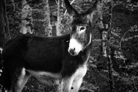Donkey in the forest Photos