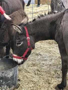 Donkey on fresh straw Stock Photos
