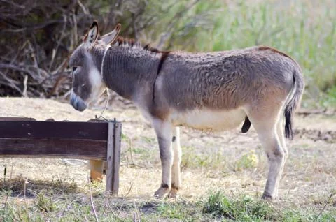 A donkey in front of his trough Stock Photos