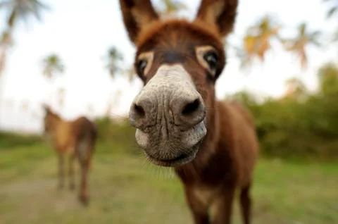 Donkey Funny Stock Photos