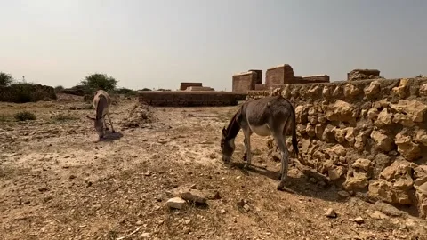 Donkey Gazing grass in desert Video stock 345231603