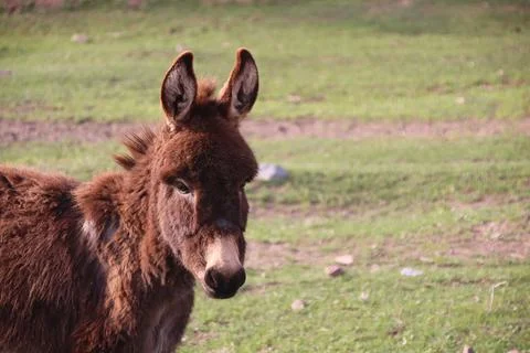 Donkey in grass field close up Foto stock