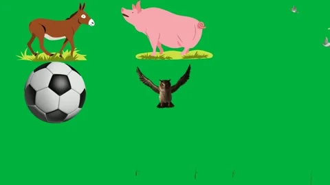 Donkey grass green background pig screen white soccer ball rotating bird. Video stock 310562911
