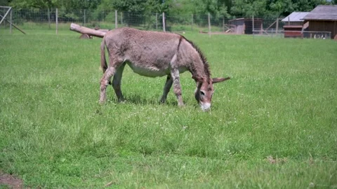 Donkey grazes in a meadow 2 Stock Footage 133242406