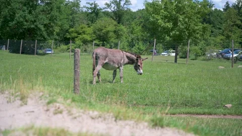 Donkey grazes in a meadow 3 Stock Footage 133242443