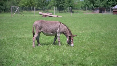 Donkey grazes in a meadow Stock Footage 133242377