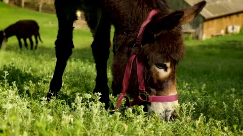 The donkey grazes in the meadow. Selective focus. Stock Footage 156182958