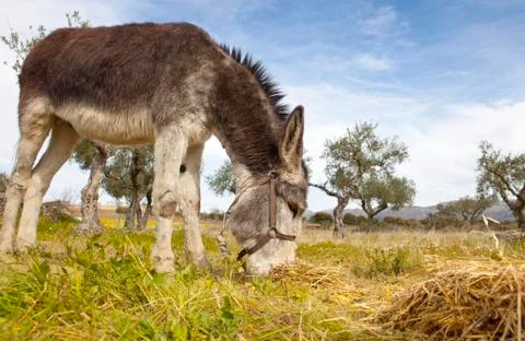 Donkey grazing closeup Stock Photos