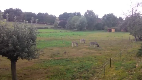 Donkey Grazing In The Field Stock-Footage 69160414