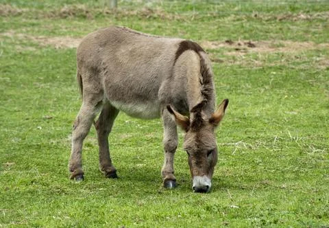 Donkey grazing in a field Stock Photos
