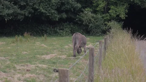 Donkey grazing Vídeos de archivo 132749588