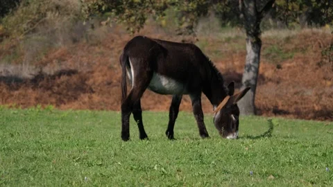 Donkey grazing Stockbeeldmateriaal 165067390