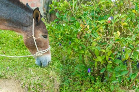 Donkey grazing in the foreground Foto stock