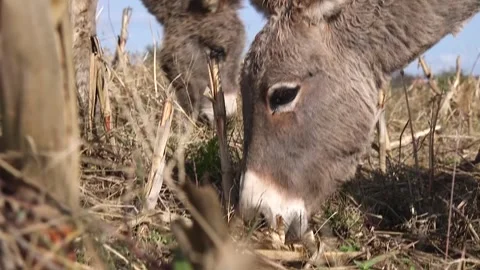 Donkey grazing grass close-up shot Vídeos de archivo 294838223