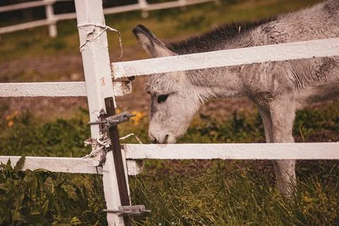 Donkey grazing grass next to white farm fence Stock Photos