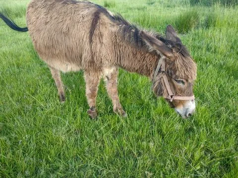 A donkey is grazing grass Stockfoto's