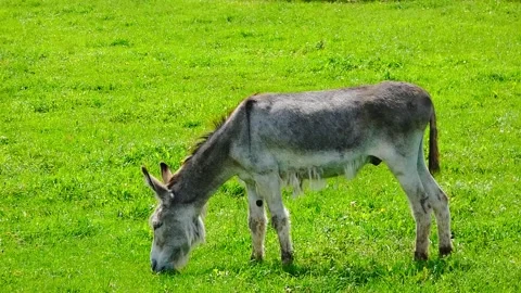 Donkey grazing in a green field during daylight hours near a farm Video stock 337452072