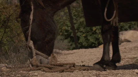 Donkey grazing of the ground in Galilee Stock Footage 86759527