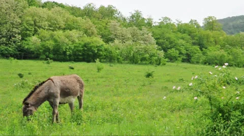 Donkey grazing in the meadow Stock Footage 24371645