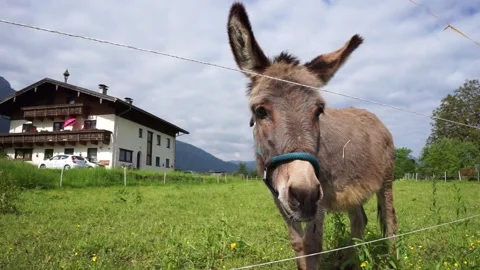 Donkey grazing in the meadow Stock Footage 243659117