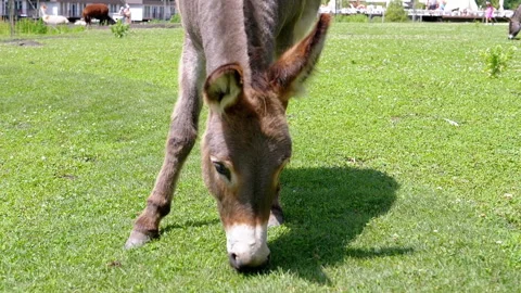 Donkey Grazing in Meadow Stock Footage 293178532